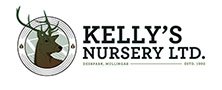 Searching Green Beech - Kelly's Nursery