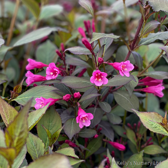 Weigela flor. 'Foliis Purpureis' 2L - Kelly's Nursery