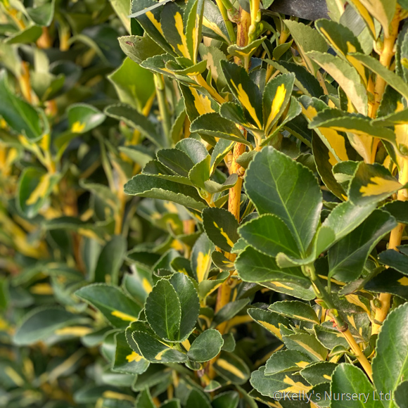 Euonymus jap. 'Aureopictus' 3.5L - Kelly's Nursery