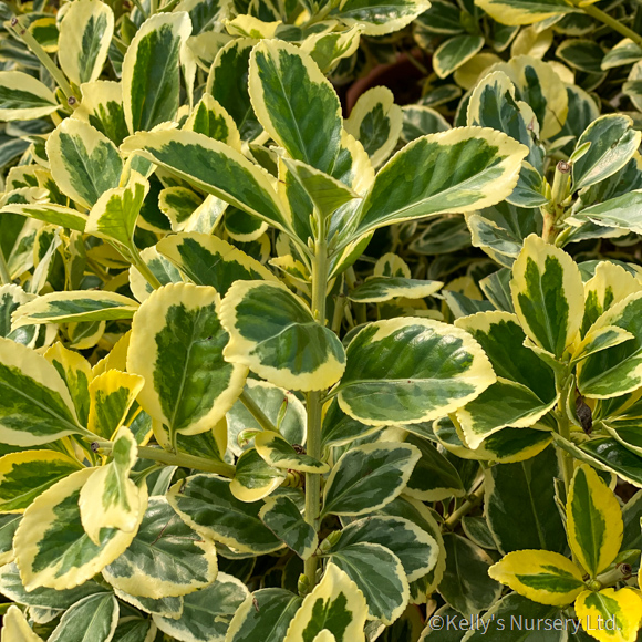 Euonymus jap. 'Bravo' - Kelly's Nursery