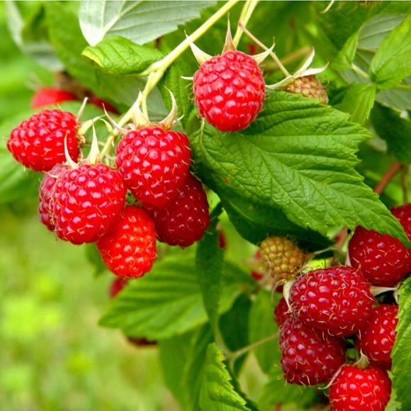 Rubus 'Autumn Bliss' (Raspberry) BR - Kelly's Nursery